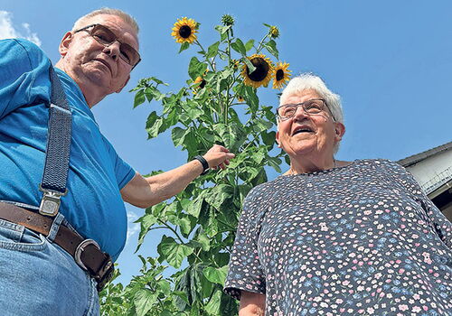 Zwei Personen vor einer hohen Sonnenblume unter blauem Himmel.