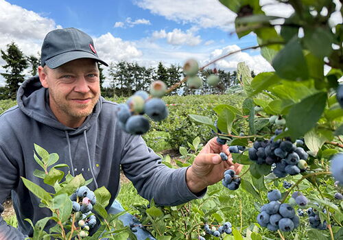 Mann pflückt Heidelbeeren auf einem Feld unter blauem Himmel.