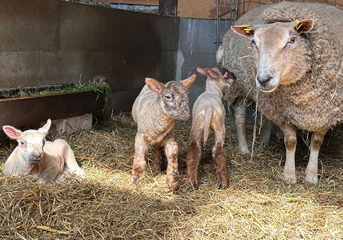 Mutterschaf mit Lämmern im Stall auf Stroh liegend