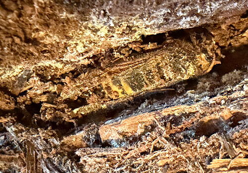 Hornisse in einem Stück Holz sichtbar.