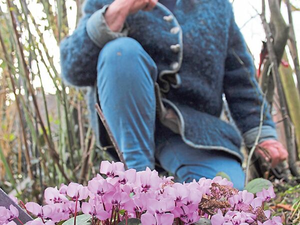 Ihre Alpenveilchen mag Rosemarie Frank besonders.