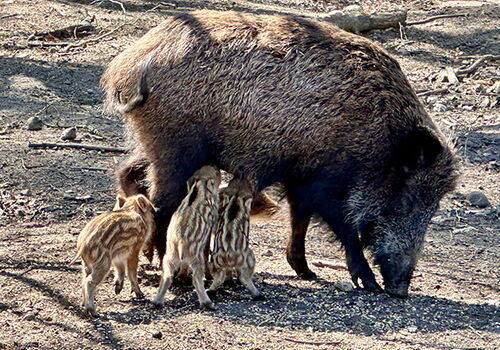 Wildschwein mit fünf Frischlingen im Wald