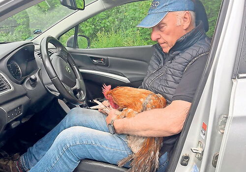 Mann im Auto hält einen Hahn auf dem Schoß