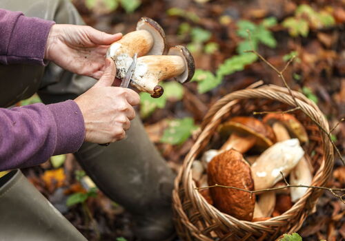 Person reinigt Pilz neben Korb voller Pilze im Wald.