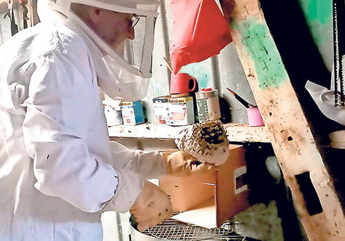 Imker entfernt Wespennest in einer Werkstatt