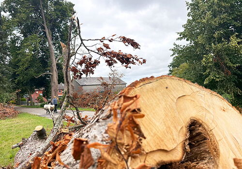 Gefällter Baum mit herbstlichem Laub auf der Wiese