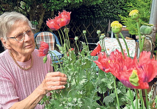 Christa Schmidt aus Rickling freut sich über die großen Mohnblumen in ihrem Garten. Leider halten sich die Blüten nur einen Tag.Foto: ohe