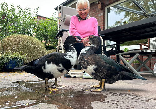 Frau füttert zwei Enten im Garten.