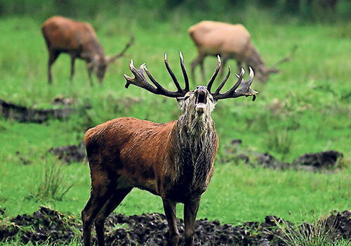 Hirsch auf Wiese während der Brunftzeit.
