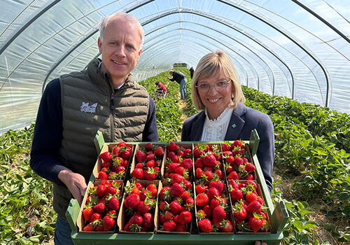 Zwei Personen mit Eimer voller Erdbeeren im Gewächshaus.