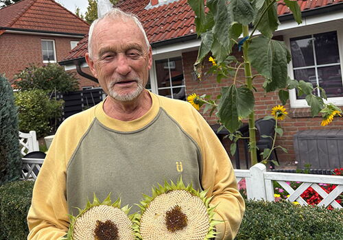 Mann hält Sonnenblumen im Garten.