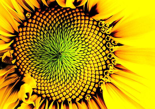 Nahaufnahme einer strahlenden Sonnenblume mit grüner Mitte.