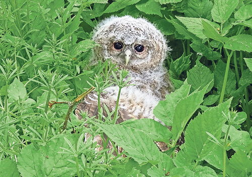 Junger Waldkauz versteckt sich im dichten grünen Laub