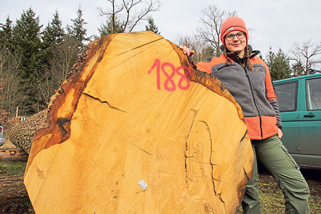 In nur zehn Minuten legte Malin Brauer diese Eiche flach. Der 9,50 Meter lange Stamm erzielte den Höchstpreis bei der Holzsubmission in Daldorf. Fotos: ohe