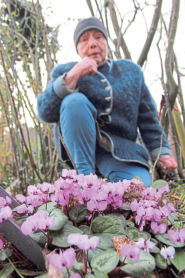Ihre Alpenveilchen mag Rosemarie Frank besonders. Ihre Alpenveilchen mag Rosemarie Frank besonders.