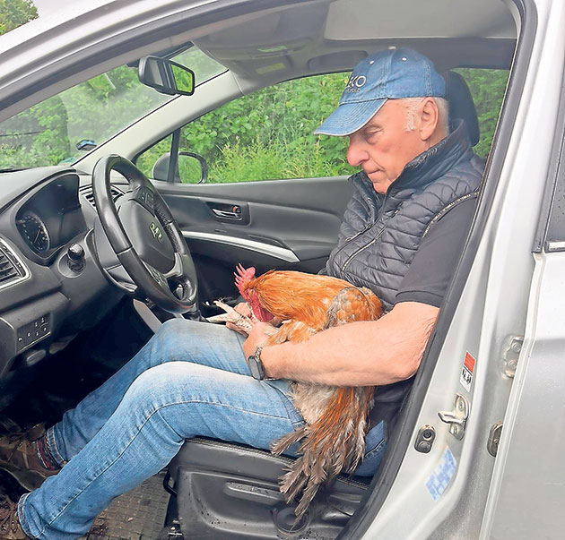 Mann im Auto hält einen Hahn auf dem Schoß