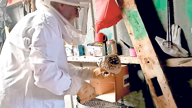 Imker entfernt Wespennest in einer Werkstatt