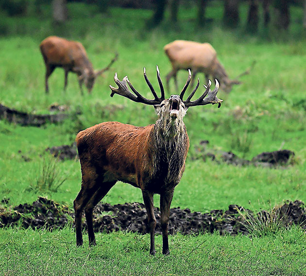 Hirsch auf Wiese während der Brunftzeit.