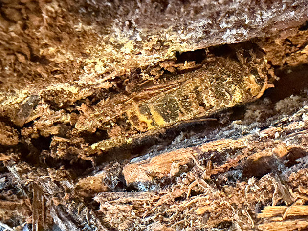 Hornisse in einem Stück Holz sichtbar.