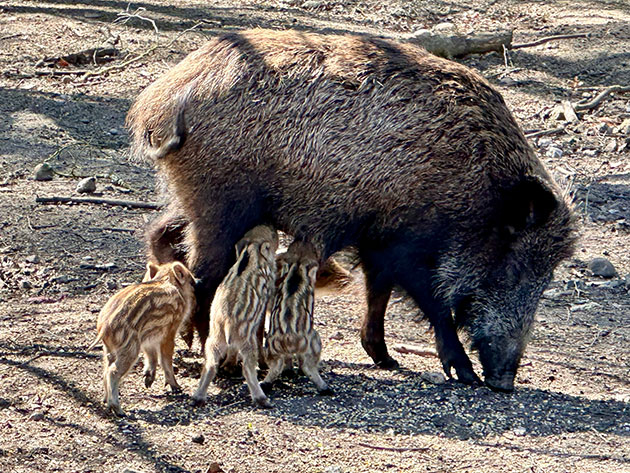 Wildschwein mit fünf Frischlingen im Wald