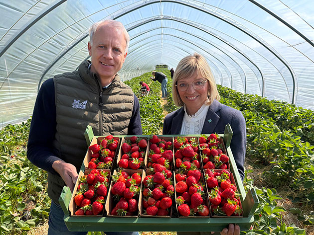Zwei Personen mit Eimer voller Erdbeeren im Gewächshaus.