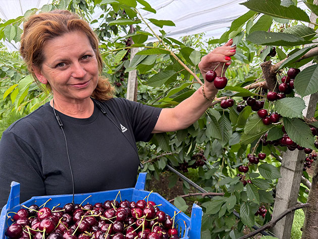 Frau erntet Kirschen in einer Plantage mit einem blauen Korb.