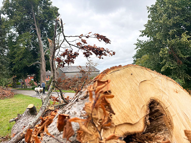 Gefällter Baum mit herbstlichem Laub auf der Wiese