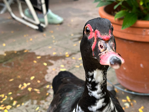 Nahaufnahme einer Ente vor einem Blumentopf auf dem Boden