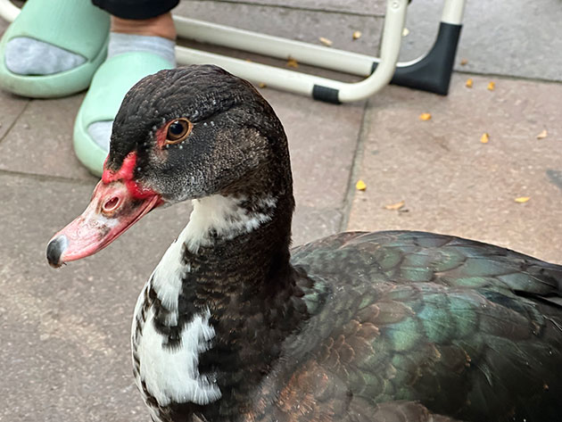 Eine Moschusente auf einer Terrasse neben Hausschuhen.