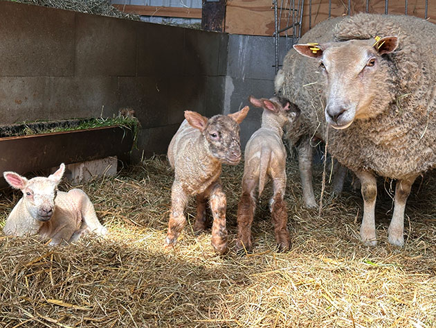 Mutterschaf mit Lämmern im Stall auf Stroh liegend