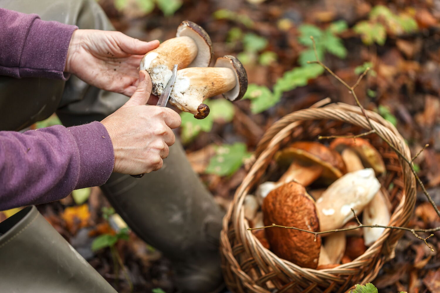 Person reinigt Pilz neben Korb voller Pilze im Wald.